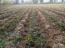 Culture de l'osier - Oseraie