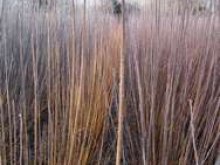 Culture de l'osier - Hiver