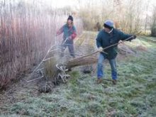Culture de l'osier - Hiver