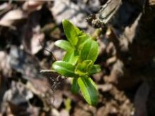Culture de l'osier - Printemps