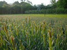 Culture de l'osier - Oseraie le 30 avril