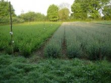 Culture de l'osier - Oseraie le 30 avril