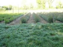 Culture de l'osier - Oseraie le 20 avril