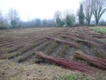 Vannerie - Bonne anne 2008 !