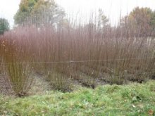 Culture de l'osier - Oseraie en novembre 2007