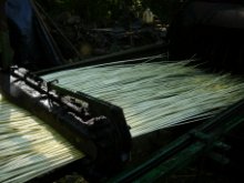 Culture de l'osier - Ecorage de l'osier ( le 26/05/2008 )