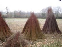 Culture de l'osier - Rcolte 2006