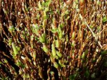 Culture de l'osier - Le routoir