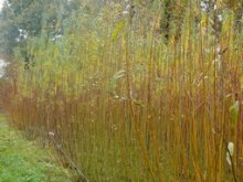 Culture de l'osier - Oseraie en novembre 2007