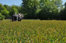 Culture de l'osier - C'est le printemps!!  Partie 3