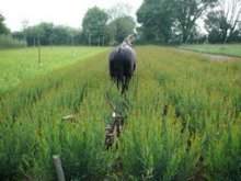 Culture de l'osier - Binage avec Frodon