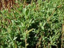 Culture de l'osier - Le routoir