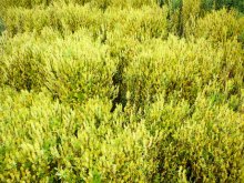 Culture de l'osier - C'est le printemps!! Partie 1