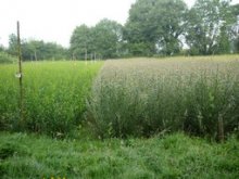 Culture de l'osier - Oseraie