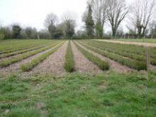 Culture de l'osier - Printemps