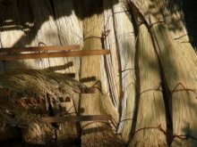 Culture de l'osier - Mise en botte