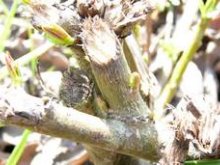 Culture de l'osier - Printemps