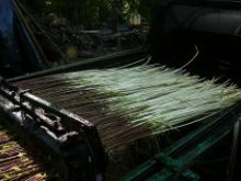 Culture de l'osier - Ecorage de l'osier ( le 26/05/2008 )