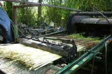 Culture de l'osier - C'est le printemps!! Partie 1