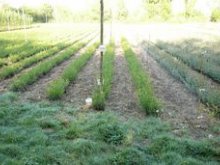 Culture de l'osier - Oseraie le 20 avril