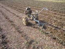 Culture de l'osier - Printemps