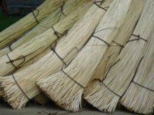 Culture de l'osier - Mise en botte