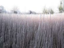 Culture de l'osier - Hiver