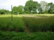 Culture de l'osier - Oseraie