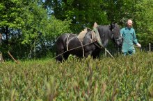 Culture de l'osier - C'est le printemps!!  Partie 3