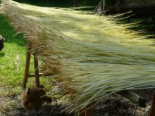 Culture de l'osier - Schage de l'osier