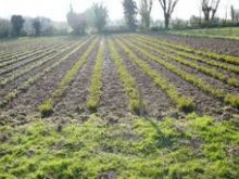 Culture de l'osier - Printemps