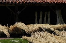 Culture de l'osier - C'est le printemps!!  Partie 2