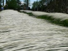 Culture de l'osier - Schage de l'osier