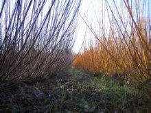 Culture de l'osier - Hiver