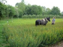 Culture de l'osier - Binage avec Frodon
