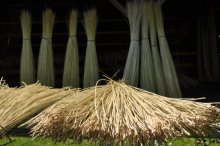 Culture de l'osier - C'est le printemps!!  Partie 2