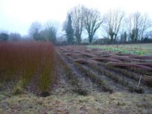 Vannerie - Bonne anne 2008 !