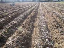 Culture de l'osier - Printemps