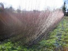 Culture de l'osier - Hiver