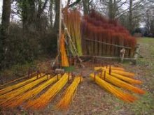 Culture de l'osier - Rcolte 2006