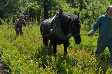 Culture de l'osier - C'est le printemps!!  Partie 3