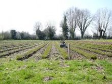 Culture de l'osier - Oseraie